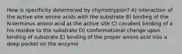 How is specificity determined by chymotrypsin? A) interaction of the active site amino acids with the substrate B) binding of the N-terminus amino acid at the active site C) covalent binding of a his residue to the substrate D) conformational change upon binding of substrate E) binding of the proper amino acid into a deep pocket on the enzyme