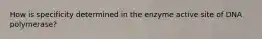 How is specificity determined in the enzyme active site of DNA polymerase?