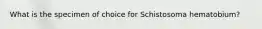 What is the specimen of choice for Schistosoma hematobium?