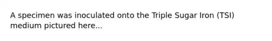 A specimen was inoculated onto the Triple Sugar Iron (TSI) medium pictured here...