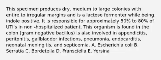 This specimen produces dry, medium to large colonies with entire to irregular margins and is a lactose fermenter while being indole positive. It is responsible for approximately 50% to 80% of UTI's in non -hospitalized patient. This organism is found in the colon (gram negative bacillus) is also involved in appendicitis, peritonitis, gallbladder infections, pneumonia, endocarditis, neonatal meningitis, and septicemia. A. Escherichia coli B. Serratia C. Bordetella D. Fransciella E. Yersina