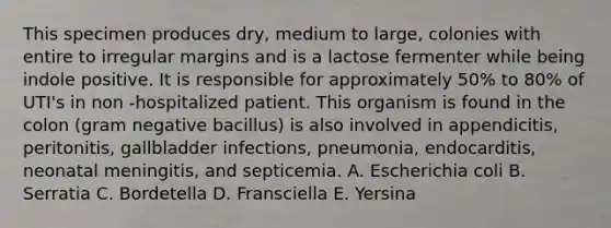 This specimen produces dry, medium to large, colonies with entire to irregular margins and is a lactose fermenter while being indole positive. It is responsible for approximately 50% to 80% of UTI's in non -hospitalized patient. This organism is found in the colon (gram negative bacillus) is also involved in appendicitis, peritonitis, gallbladder infections, pneumonia, endocarditis, neonatal meningitis, and septicemia. A. Escherichia coli B. Serratia C. Bordetella D. Fransciella E. Yersina