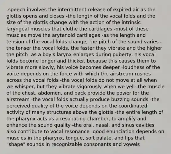 -speech involves the intermittent release of expired air as the glottis opens and closes -the length of the vocal folds and the size of the glottis change with the action of the intrinsic laryngeal muscles that clothe the cartilages -most of these muscles move the arytenoid cartilages -as the length and tension of the vocal folds change, the pitch of the sound varies -the tenser the vocal folds, the faster they vibrate and the higher the pitch -as a boy's larynx enlarges during puberty, his vocal folds become longer and thicker. because this causes them to vibrate more slowly, his voice becomes deeper -loudness of the voice depends on the force with which the airstream rushes across the vocal folds -the vocal folds do not move at all when we whisper, but they vibrate vigorously when we yell -the muscle of the chest, abdomen, and back provide the power for the airstream -the vocal folds actually produce buzzing sounds -the perceived quality of the voice depends on the coordinated activity of many structures above the glottis -the entire length of <a href='https://www.questionai.com/knowledge/ktW97n6hGJ-the-pharynx' class='anchor-knowledge'>the pharynx</a> acts as a resonating chamber, to amplify and enhance the sound quality -the oral, nasal, and sinus cavities also contribute to vocal resonance -good enunciation depends on muscles in the pharynx, tongue, soft palate, and lips that "shape" sounds in recognizable consonants and vowels