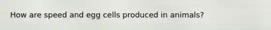 How are speed and egg cells produced in animals?