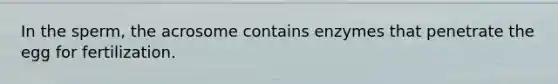 In the sperm, the acrosome contains enzymes that penetrate the egg for fertilization.