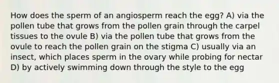 How does the sperm of an angiosperm reach the egg? A) via the pollen tube that grows from the pollen grain through the carpel tissues to the ovule B) via the pollen tube that grows from the ovule to reach the pollen grain on the stigma C) usually via an insect, which places sperm in the ovary while probing for nectar D) by actively swimming down through the style to the egg