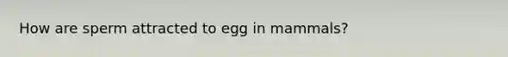 How are sperm attracted to egg in mammals?