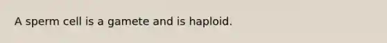 A sperm cell is a gamete and is haploid.