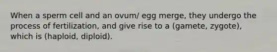 When a sperm cell and an ovum/ egg merge, they undergo the process of fertilization, and give rise to a (gamete, zygote), which is (haploid, diploid).