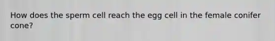 How does the sperm cell reach the egg cell in the female conifer cone?