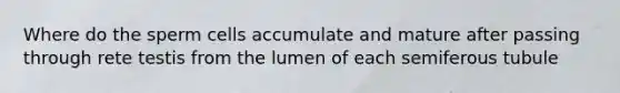 Where do the sperm cells accumulate and mature after passing through rete testis from the lumen of each semiferous tubule