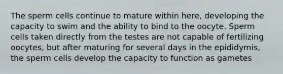 The sperm cells continue to mature within here, developing the capacity to swim and the ability to bind to the oocyte. Sperm cells taken directly from the testes are not capable of fertilizing oocytes, but after maturing for several days in the epididymis, the sperm cells develop the capacity to function as gametes