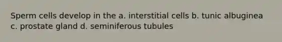 Sperm cells develop in the a. interstitial cells b. tunic albuginea c. prostate gland d. seminiferous tubules