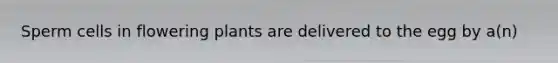 Sperm cells in flowering plants are delivered to the egg by a(n)