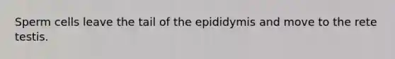 Sperm cells leave the tail of the epididymis and move to the rete testis.