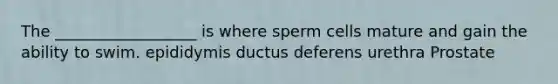 The __________________ is where sperm cells mature and gain the ability to swim. epididymis ductus deferens urethra Prostate