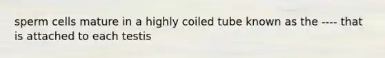 sperm cells mature in a highly coiled tube known as the ---- that is attached to each testis