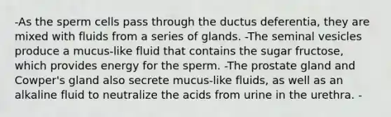 -As the sperm cells pass through the ductus deferentia, they are mixed with fluids from a series of glands. -The seminal vesicles produce a mucus-like fluid that contains the sugar fructose, which provides energy for the sperm. -The prostate gland and Cowper's gland also secrete mucus-like fluids, as well as an alkaline fluid to neutralize the acids from urine in the urethra. -