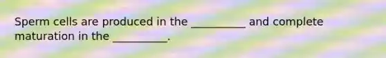 Sperm cells are produced in the __________ and complete maturation in the __________.