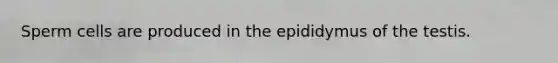 Sperm cells are produced in the epididymus of the testis.