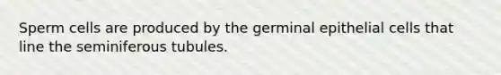 Sperm cells are produced by the germinal epithelial cells that line the seminiferous tubules.