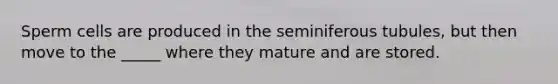 Sperm cells are produced in the seminiferous tubules, but then move to the _____ where they mature and are stored.