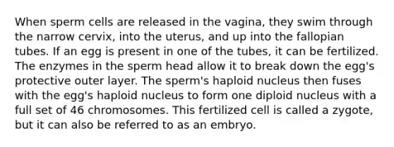 When sperm cells are released in the vagina, they swim through the narrow cervix, into the uterus, and up into the fallopian tubes. If an egg is present in one of the tubes, it can be fertilized. The enzymes in the sperm head allow it to break down the egg's protective outer layer. The sperm's haploid nucleus then fuses with the egg's haploid nucleus to form one diploid nucleus with a full set of 46 chromosomes. This fertilized cell is called a zygote, but it can also be referred to as an embryo.