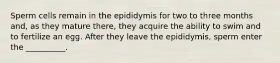 Sperm cells remain in the epididymis for two to three months and, as they mature there, they acquire the ability to swim and to fertilize an egg. After they leave the epididymis, sperm enter the __________.