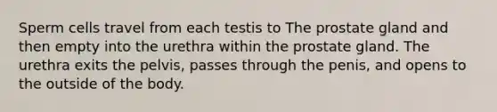 Sperm cells travel from each testis to The prostate gland and then empty into the urethra within the prostate gland. The urethra exits the pelvis, passes through the penis, and opens to the outside of the body.