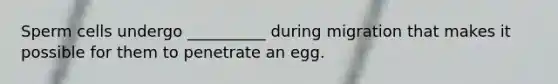 Sperm cells undergo __________ during migration that makes it possible for them to penetrate an egg.