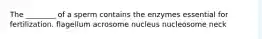 The ________ of a sperm contains the enzymes essential for fertilization. flagellum acrosome nucleus nucleosome neck