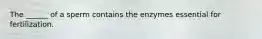 The ______ of a sperm contains the enzymes essential for fertilization.