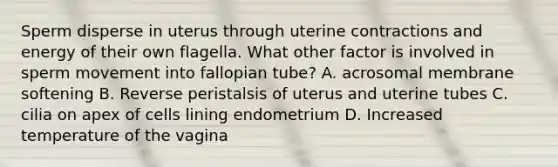 Sperm disperse in uterus through uterine contractions and energy of their own flagella. What other factor is involved in sperm movement into fallopian tube? A. acrosomal membrane softening B. Reverse peristalsis of uterus and uterine tubes C. cilia on apex of cells lining endometrium D. Increased temperature of the vagina