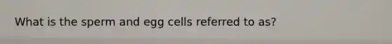 What is the sperm and egg cells referred to as?