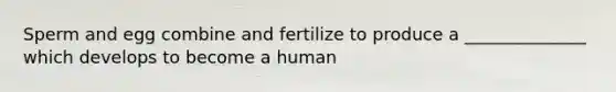 Sperm and egg combine and fertilize to produce a ______________ which develops to become a human