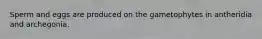 Sperm and eggs are produced on the gametophytes in antheridia and archegonia.