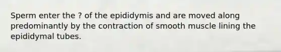 Sperm enter the ? of the epididymis and are moved along predominantly by the contraction of smooth muscle lining the epididymal tubes.