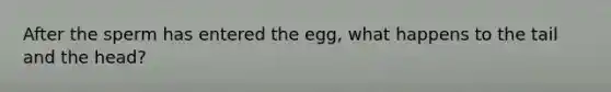 After the sperm has entered the egg, what happens to the tail and the head?