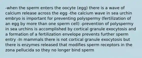 -when the sperm enters the oocyte (egg) there is a wave of calcium release across the egg -the calcium wave in sea urchin embryo is important for preventing polyspermy (fertilization of an egg by more than one sperm cell) -prevention of polyspermy in sea urchins is accomplished by cortical granule exocytosis and a formation of a fertilization envelope prevents further sperm entry -In mammals there is not cortical granule exocytosis but there is enzymes released that modifies sperm receptors in the zona pellucida so they no longer bind sperm