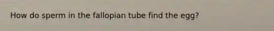 How do sperm in the fallopian tube find the egg?