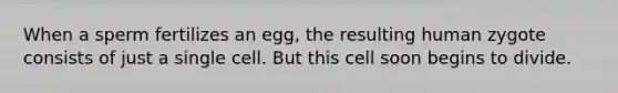 When a sperm fertilizes an egg, the resulting human zygote consists of just a single cell. But this cell soon begins to divide.