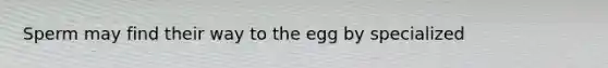 Sperm may find their way to the egg by specialized