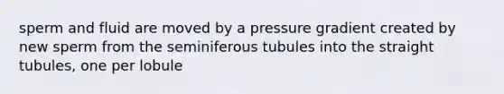 sperm and fluid are moved by a pressure gradient created by new sperm from the seminiferous tubules into the straight tubules, one per lobule