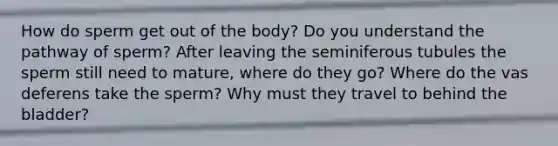 How do sperm get out of the body? Do you understand the pathway of sperm? After leaving the seminiferous tubules the sperm still need to mature, where do they go? Where do the vas deferens take the sperm? Why must they travel to behind the bladder?