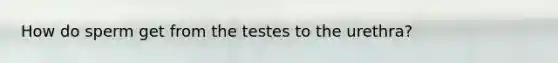 How do sperm get from the testes to the urethra?