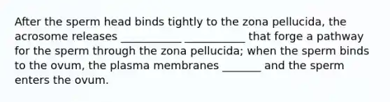 After the sperm head binds tightly to the zona pellucida, the acrosome releases ___________ ___________ that forge a pathway for the sperm through the zona pellucida; when the sperm binds to the ovum, the plasma membranes _______ and the sperm enters the ovum.