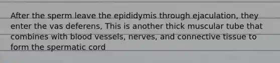 After the sperm leave the epididymis through ejaculation, they enter the vas deferens, This is another thick muscular tube that combines with blood vessels, nerves, and connective tissue to form the spermatic cord