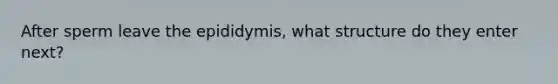 After sperm leave the epididymis, what structure do they enter next?