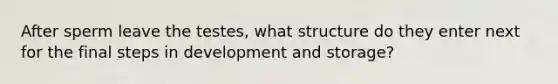 After sperm leave the testes, what structure do they enter next for the final steps in development and storage?