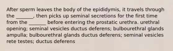 After sperm leaves the body of the epididymis, it travels through the _______, then picks up seminal secretions for the first time from the _______ before entering the prostatic urethra. urethral opening; seminal vesicles ductus deferens; bulbourethral glands ampulla; bulbourethral glands ductus deferens; seminal vesicles rete testes; ductus deferens